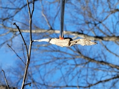 Callosamia promethea