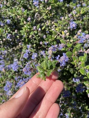 Ceanothus impressus nipomensis