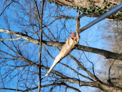 Callosamia promethea