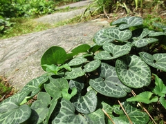 Asarum