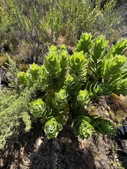 Leucospermum conocarpodendron