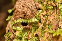 Plagiothecium denticulatum