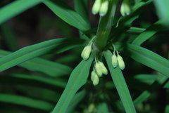 Polygonatum verticillatum