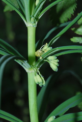 Polygonatum verticillatum