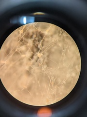 Fusarium citri
