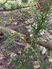Cryptomeria japonica