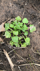 Ranunculus recurvatus