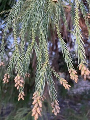 Cryptomeria japonica