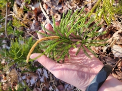 Dendrolycopodium