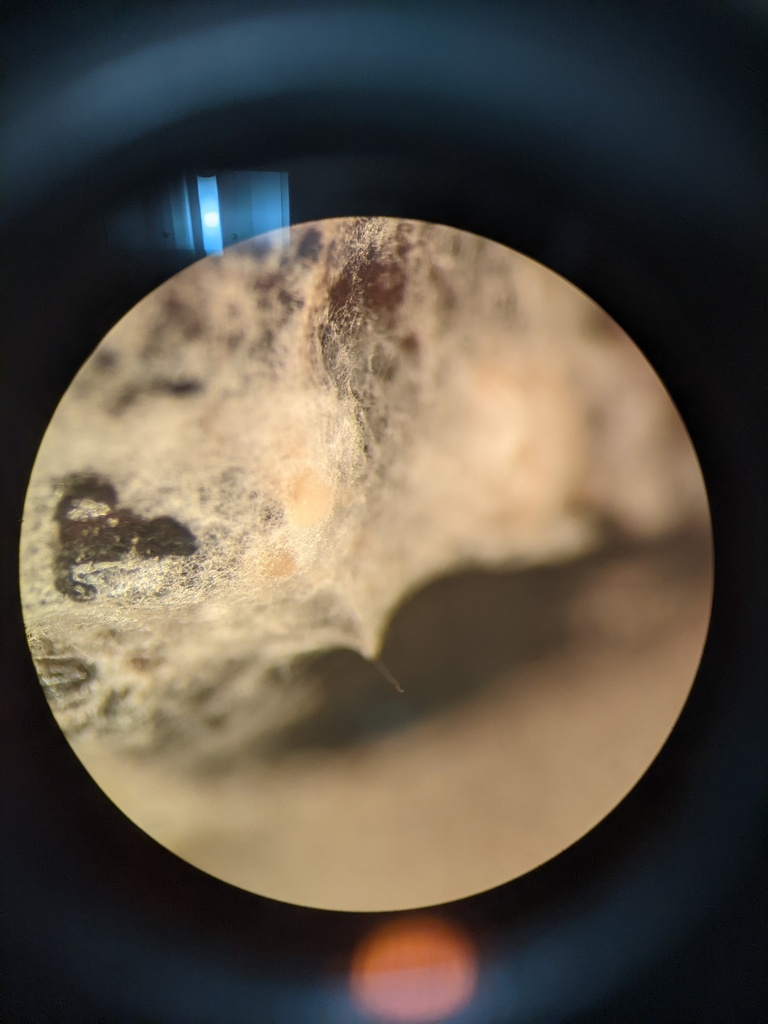 Neocosmospora quercicola