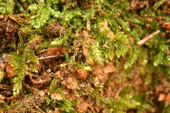Plagiothecium denticulatum