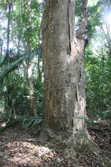 Enterolobium cyclocarpum