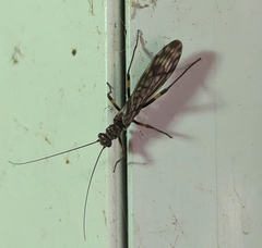 Zapada
