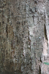 Enterolobium cyclocarpum