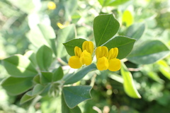 Lotus ornithopodioides