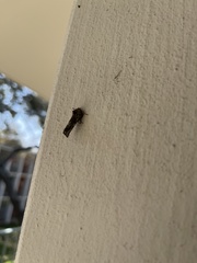 Acrolophus arcanella