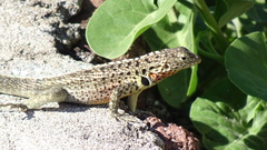 Microlophus indefatigabilis