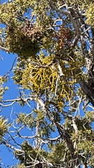 Phoradendron juniperinum