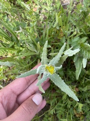 Monolopia lanceolata