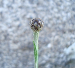 Centaurea cyanus