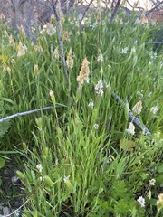 Alopecurus myosuroides