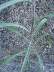 Centaurea cyanus