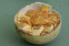 Posoqueria latifolia
