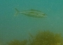 Seriola lalandi