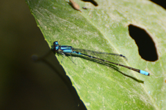 Acanthagrion lancea