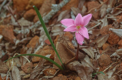 Zephyranthes rosea