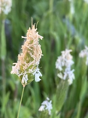 Alopecurus myosuroides