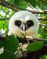 Pulsatrix perspicillata