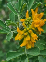 Medicago arborea