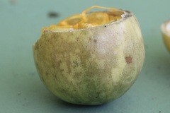Posoqueria latifolia