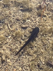 Ambystoma barbouri