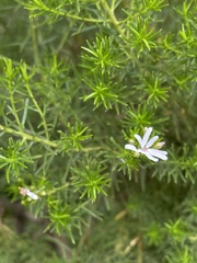 Olearia ramulosa