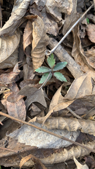 Hydrophyllum virginianum