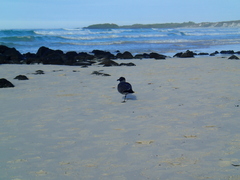 Leucophaeus fuliginosus