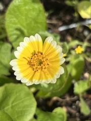 Layia platyglossa