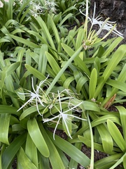 Hymenocallis littoralis