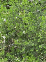 Olearia ramulosa