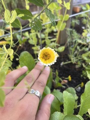 Layia platyglossa