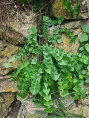 Hyoseris radiata
