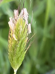 Alopecurus myosuroides