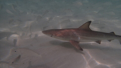 Carcharhinus limbatus
