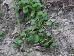 Packera obovata