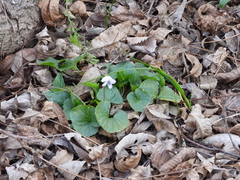 Viola missouriensis