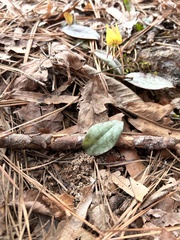 Erythronium umbilicatum