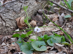 Viola missouriensis
