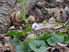 Viola missouriensis